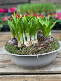 Hyacinth & Daff Zinc Bowls