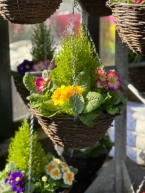 Conifer & Primula Hanging Basket